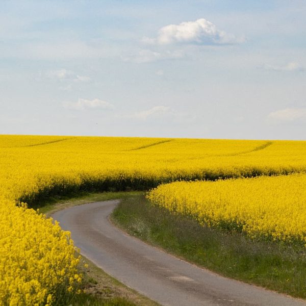 вирощування озимого ріпаку