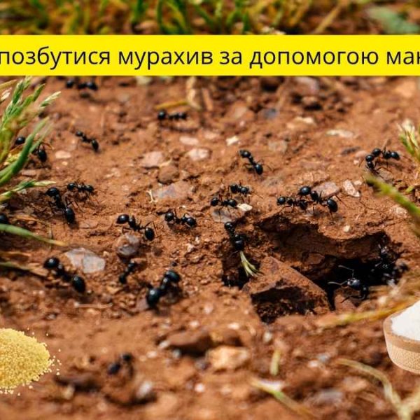 боротьба з мурахами