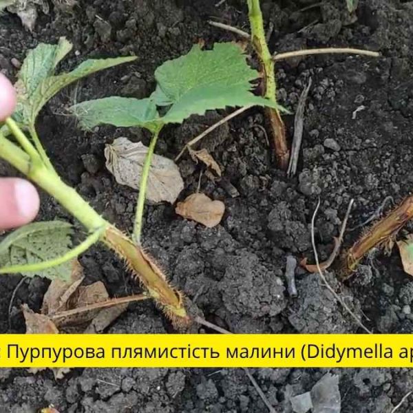 Пурпурова плямистість малини
