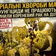Бактеріальні хвороби малини