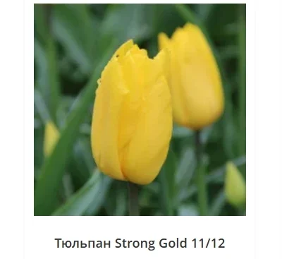 жовті тюльпани