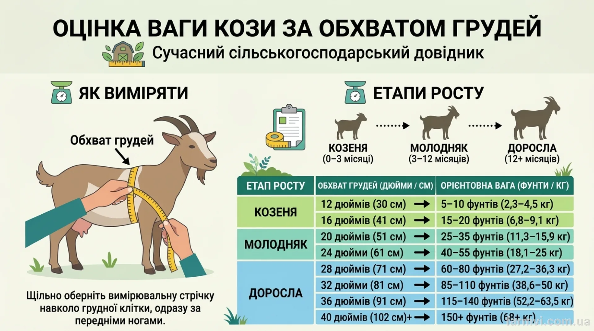 Таблиця ваги кози - замір обхвату грудей кози сантиметровою стрічкою